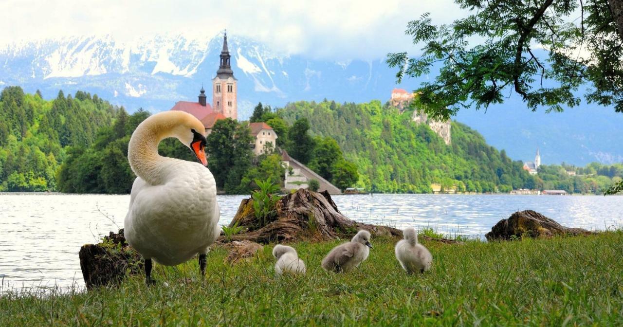 Apartma As Bled Extérieur photo